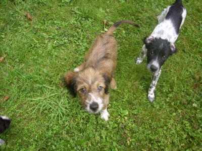 buddy